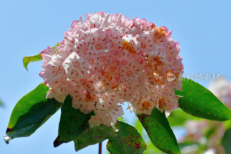 大叶菖蒲/山桂花